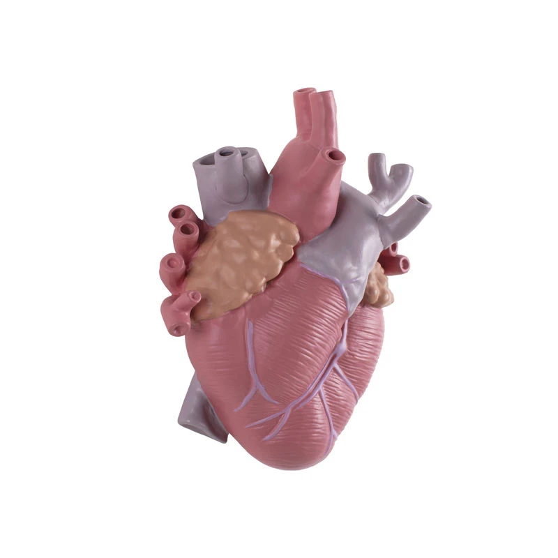 Love In Bloom Color Vase - / Human Heart - Porcelain / H 25 Cm - Seletti