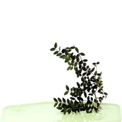 Plan Vase - Small - 24 X 15 Cm - Moustache